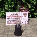 نیدل فلزی سوزنی کتر بدون استند